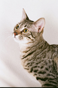 Bronze Mau