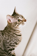 Bronze Mau