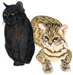 Geoffroy Cat