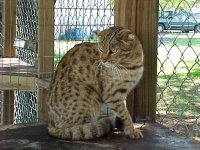 F1 Bengal