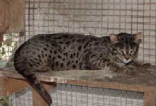 F1 Bengal