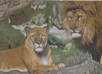 Lions
