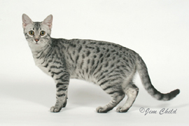 Silver Mau