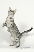 Silver Mau