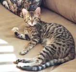 Purrcilla