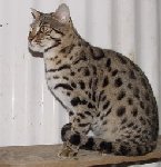 F1 Bengal