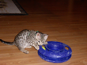 Both Kittens