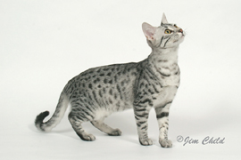 Silver Mau