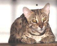 F1 Bengal