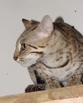 F1 Bengal