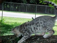 snow bengal
