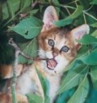 Jungle Kitten