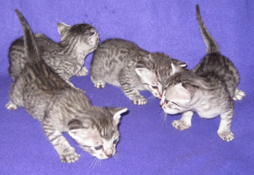 Mau Kittens
